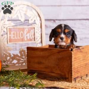 Arther, Cavalier King Charles Spaniel Puppy