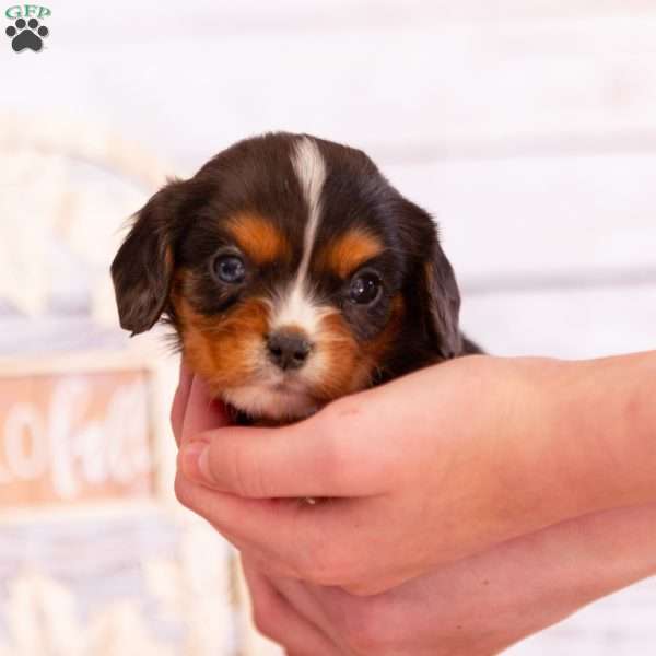 Arther, Cavalier King Charles Spaniel Puppy