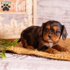 Angie, Cavalier King Charles Spaniel Puppy