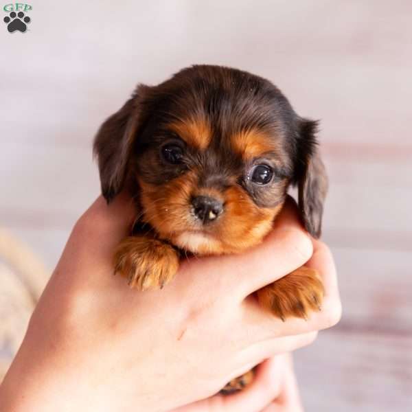 Angie, Cavalier King Charles Spaniel Puppy