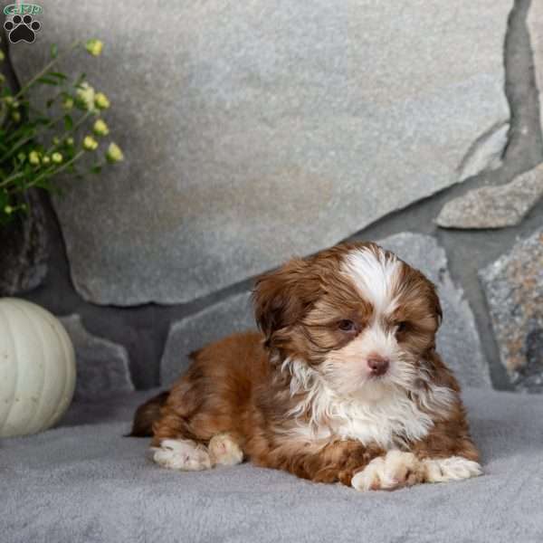 Cider, Shih Tzu Puppy