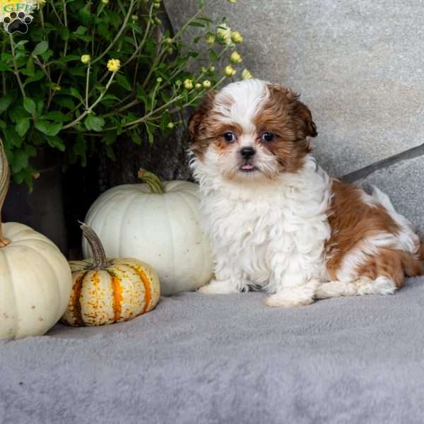 Cappuccino, Shih Tzu Puppy