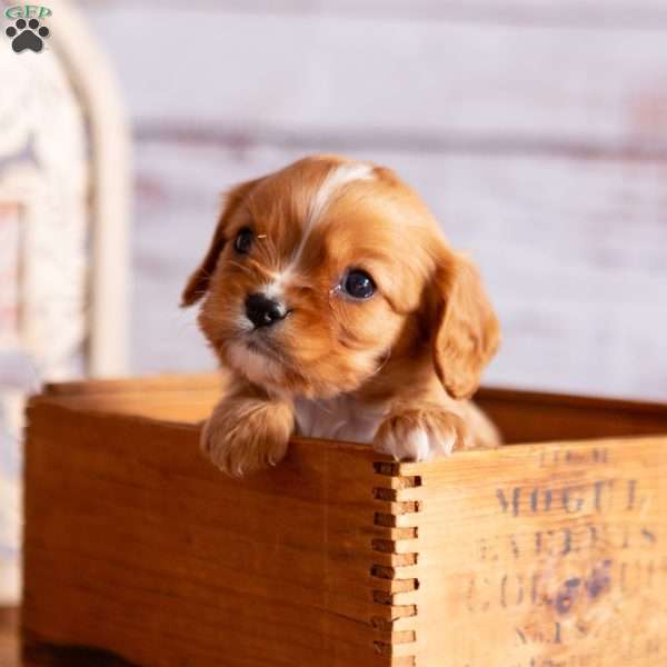 Alex, Cavalier King Charles Spaniel Puppy