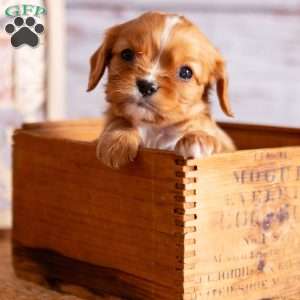 Alex, Cavalier King Charles Spaniel Puppy