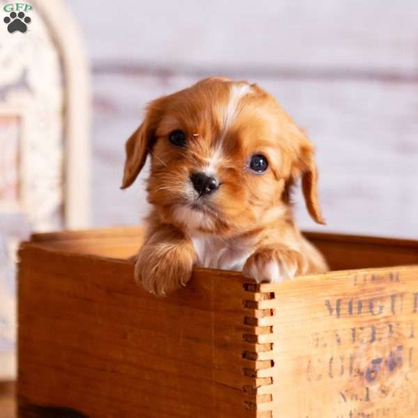 Alex, Cavalier King Charles Spaniel Puppy