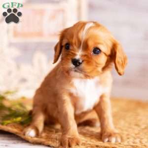 Alex, Cavalier King Charles Spaniel Puppy