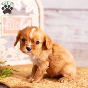 Alex, Cavalier King Charles Spaniel Puppy