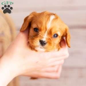 Alex, Cavalier King Charles Spaniel Puppy