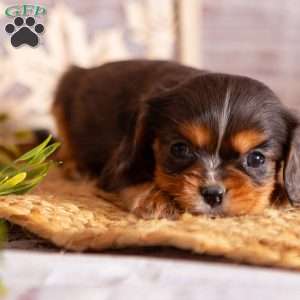 Amber, Cavalier King Charles Spaniel Puppy