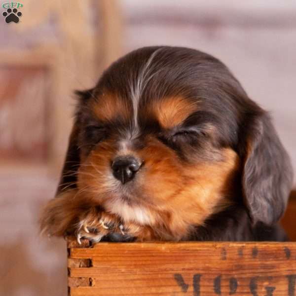 Amber, Cavalier King Charles Spaniel Puppy