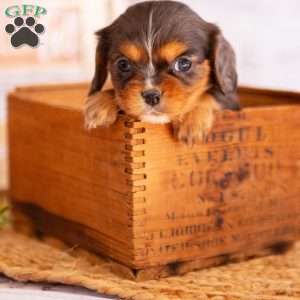 Amber, Cavalier King Charles Spaniel Puppy