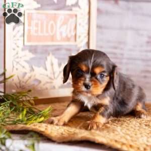 Amber, Cavalier King Charles Spaniel Puppy