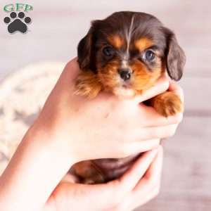 Amber, Cavalier King Charles Spaniel Puppy