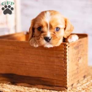 Aspen, Cavalier King Charles Spaniel Puppy