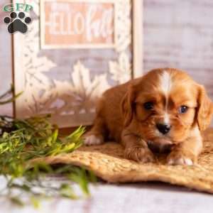 Aspen, Cavalier King Charles Spaniel Puppy