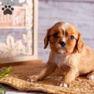 Aspen, Cavalier King Charles Spaniel Puppy