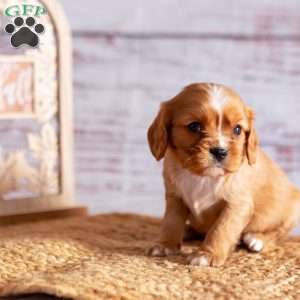 Aspen, Cavalier King Charles Spaniel Puppy