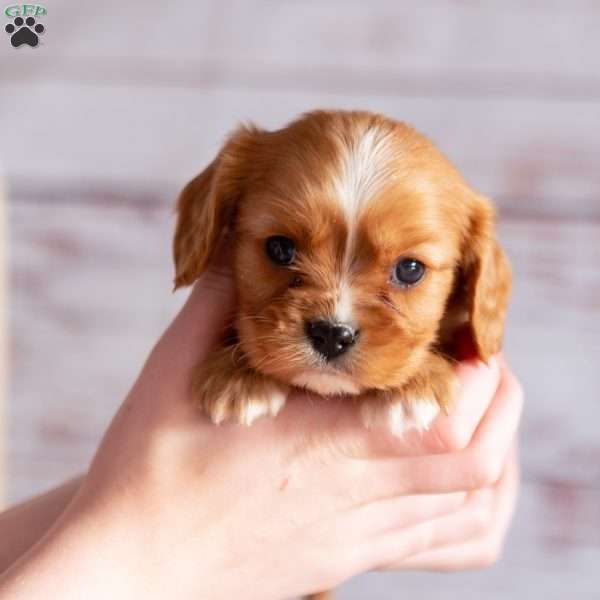 Aspen, Cavalier King Charles Spaniel Puppy