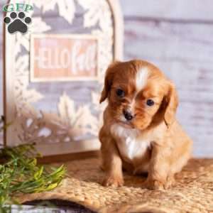 Ashley, Cavalier King Charles Spaniel Puppy