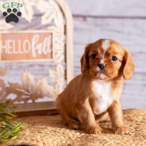 Ashley, Cavalier King Charles Spaniel Puppy