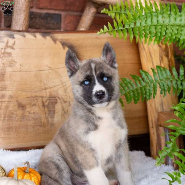 Bruce, Akita Mix Puppy