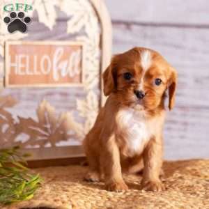 Ashley, Cavalier King Charles Spaniel Puppy