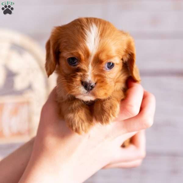 Ashley, Cavalier King Charles Spaniel Puppy