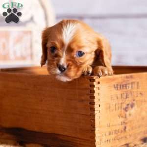 Ashley, Cavalier King Charles Spaniel Puppy