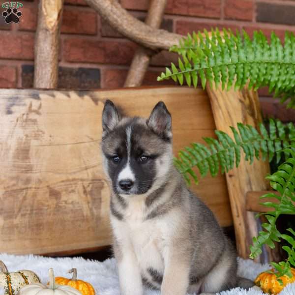 Beauty, Akita Mix Puppy