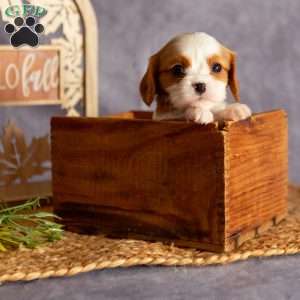 Allie, Cavalier King Charles Spaniel Puppy