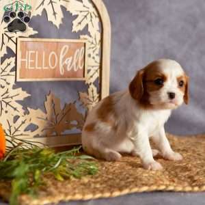 Allie, Cavalier King Charles Spaniel Puppy