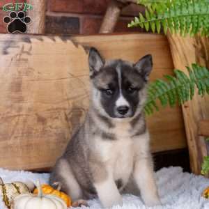 Beauty, Akita Mix Puppy