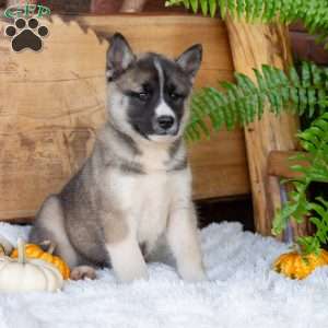 Beauty, Akita Mix Puppy