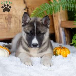 Beauty, Akita Mix Puppy