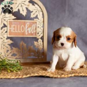 Allie, Cavalier King Charles Spaniel Puppy