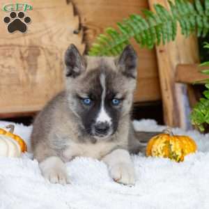 Bella, Akita Mix Puppy