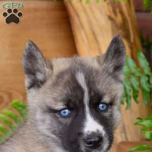 Bella, Akita Mix Puppy