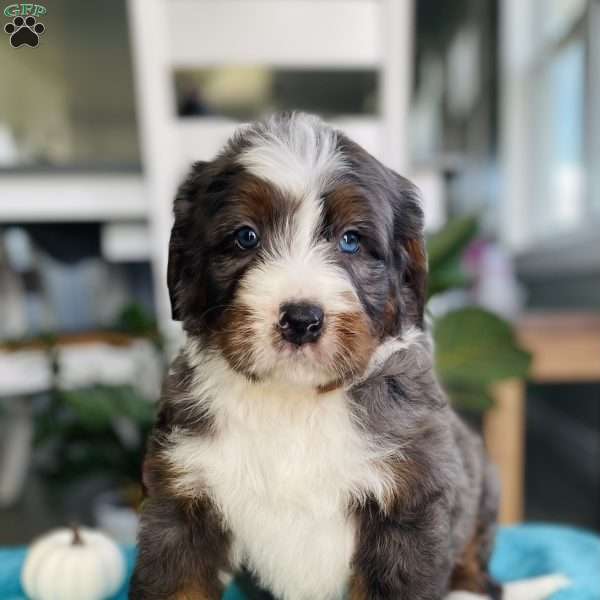 Jeff, Bernedoodle Puppy