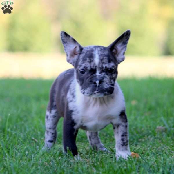 Earl, Frenchton Puppy