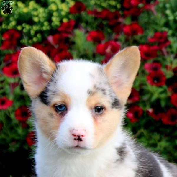 Echo, Pembroke Welsh Corgi Puppy