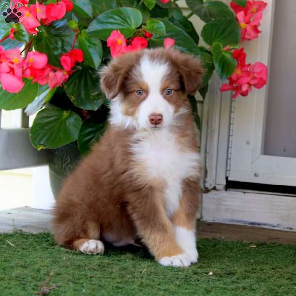 Echo, Australian Shepherd Puppy