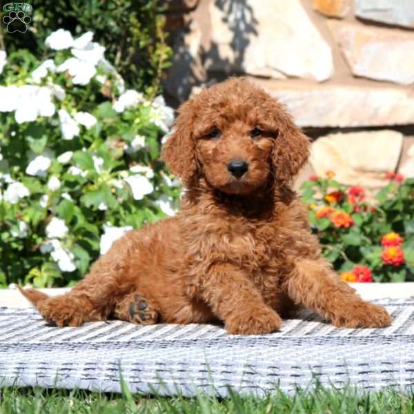 Echo, Goldendoodle Puppy