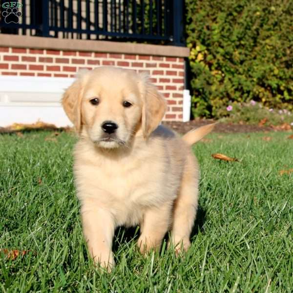 Echo, Golden Retriever Puppy