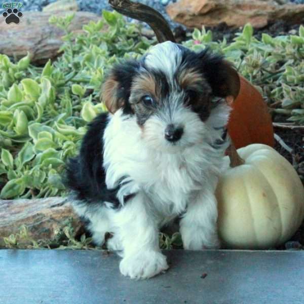 Eddie, Yorkie Puppy