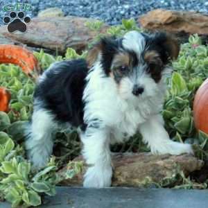 Eddie, Yorkie Puppy