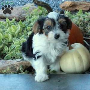 Eddie, Yorkie Puppy