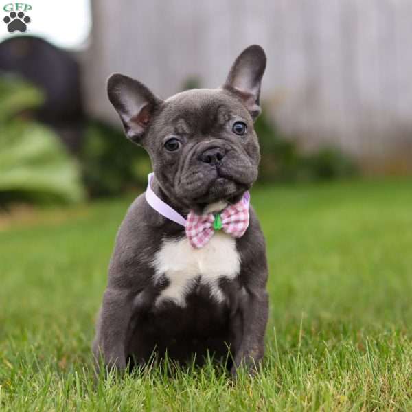 Eden, Frenchton Puppy