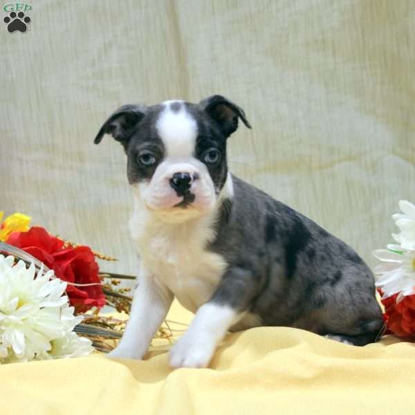 Edgar, Boston Terrier Puppy