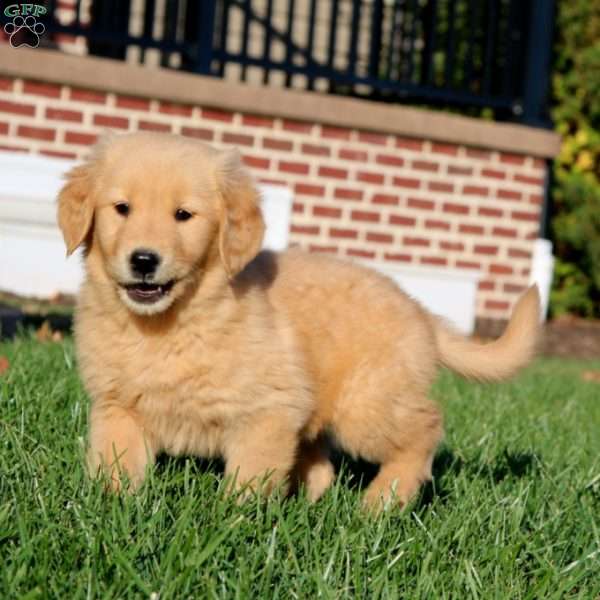 Edie, Golden Retriever Puppy