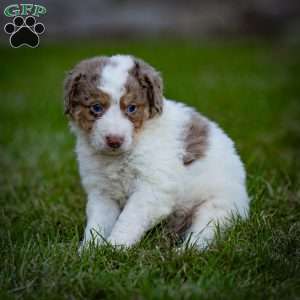 Elbrus, Mini Bernedoodle Puppy